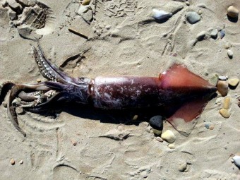 Aparece muerto un calamar de 6 kg en la playa de Santa Marina en Ribadesella - Ecología y Medioambiente