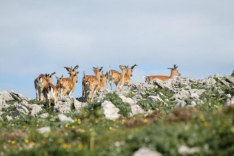 Mayo mes de los gamos en el Centro de Interpretación de la Sierra del Sueve - Concejo de Colunga