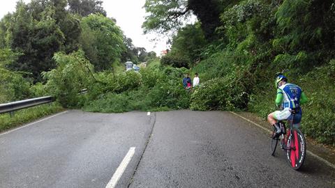 Un árbol, de grandes dimensiones, corta la carretera entre Lastres y Colunga - Concejo de Colunga