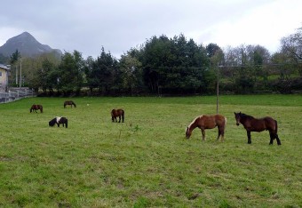 Ferias ganaderas en Nueva y Porrúa. - Concejo de Llanes