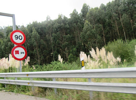 La Invasión de la Hierba de la Pampa (Plumeros) tema de debate en la Junta General del Principado. - Asturias