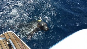 Liberada la última foca gris que era tratado por CEPESMA - Ecología y Medioambiente