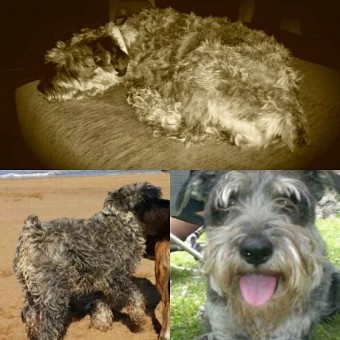 Extraviada perrita en Huerres - Concejo de Colunga