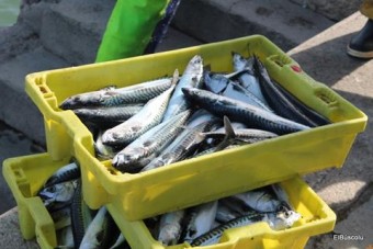 Un día de costera de Xarda (Verdel) en Llastres. - Concejo de Colunga