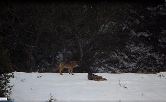La Consejera de Agroganadería conocía la trama del lobo - Ecología y Medioambiente