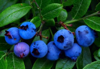 DOMINGO DIA DE JUPITER ,DEL COLOR AZUL - Salud, belleza y bienestar