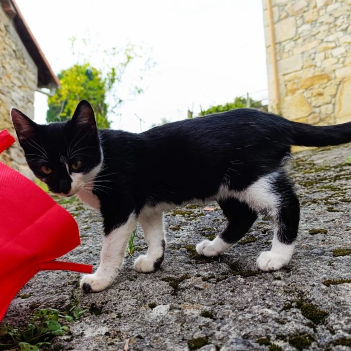 Llanes refuerza el control de colonias felinas con 244 esterilizaciones en 2024 - Concejo de Llanes
