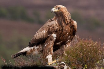 Denunciamos el uso de voladores contra aguilas reales en en el Parque de Picos - Ecología y Medioambiente