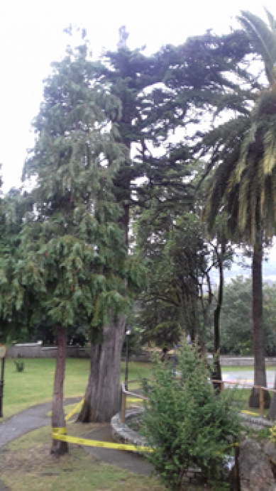 Un rayo tala un árbol del Parque D. Hernán Pérez Cubillas, en Colunga - Concejo de Colunga