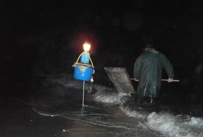 El Principado siga apostando por acabar con la angula y con la anguila - Ecología y Medioambiente