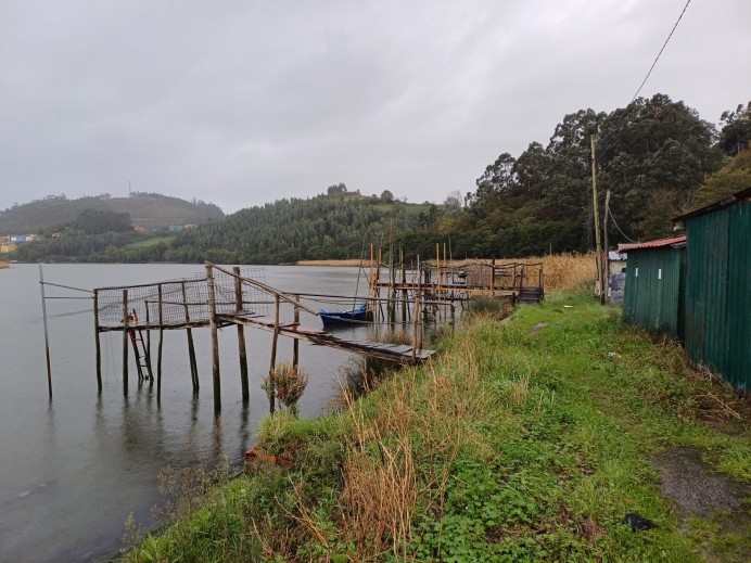 Ecologistas de Asturias: Acabó la campaña de la pesca de la angula, una especie que llevamos a su desaparición - Asturias