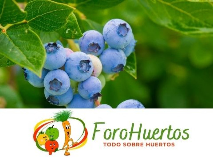 El granizo arrasa con el arándano en la región - Comarca de la Sidra