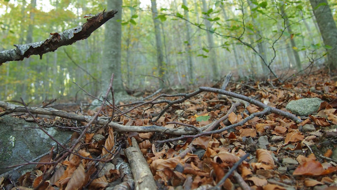 El Principado convoca ayudas a entidades del ámbito forestal para favorecer el desarrollo sostenible y fortalecer el sector - Asturias