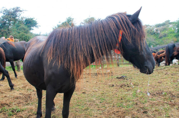 XLIII Fiesta del Asturcón en Espineres: Un Homenaje a la Tradición Asturiana - Concejo de Piloña