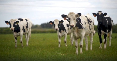 Ayudas para ganaderías de asturiana de los valles en Asturias