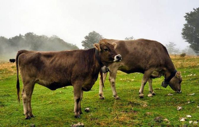 Llanes creará 7 nuevas mangas ganaderas y reparará otras 4 - Concejo de Llanes