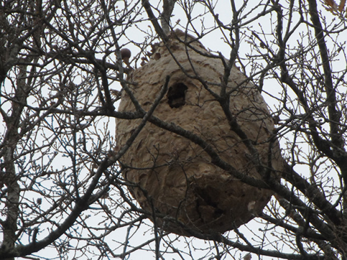 Medio Rural actualiza la web AvisAp y pone en marcha una nueva aplicación para coordinar medios en la lucha contra el avispón asiático - Ecología y Medioambiente