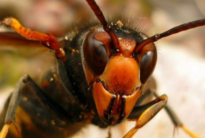 Medidas contra la avispa asiática en Villaviciosa - Concejo de Villaviciosa