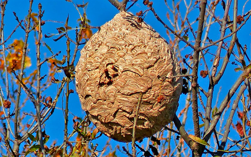 El Principado multiplica su esfuerzo en la lucha contra la avispa asiática al incrementar el presupuesto con otros 231.000 euros - Asturias