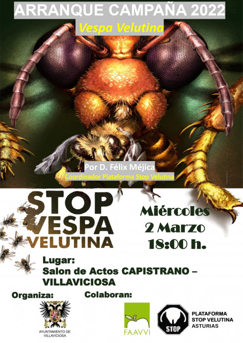 El Ayto de Villavicisoa activa el plan municipal anti-velutina - Concejo de Villaviciosa