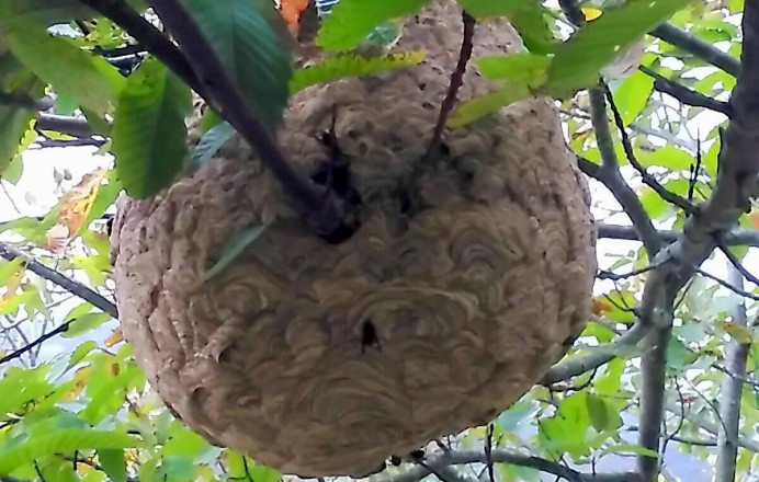 Avisos nidos avispa asiática Principado y Ayuntamiento - Concejo de Llanes