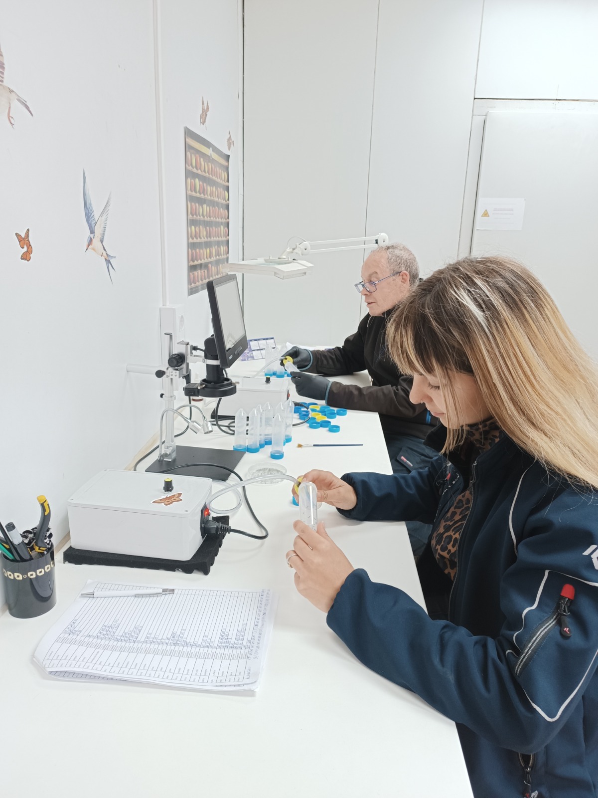 Asturias refuerza la lucha contra la avispilla del castaño con la liberación de más de 675.000 insectos beneficiosos - Asturias