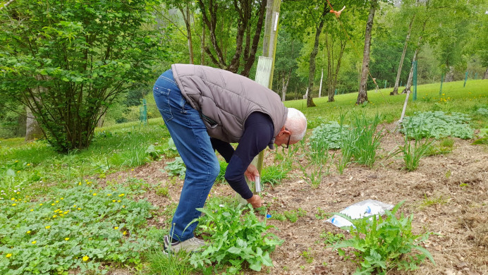 Llanes combate a la avispilla del castaño con la suelta del parasitoide Torymus sinensis. - Concejo de Llanes
