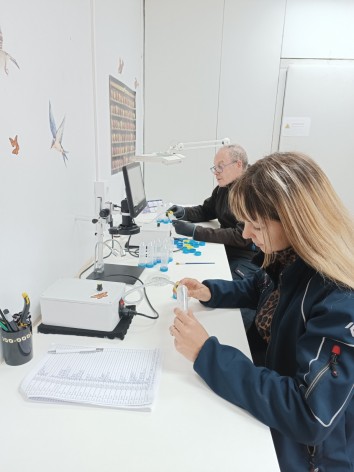 Asturias refuerza la lucha contra la avispilla del castaño con la liberación de más de 675.000 insectos beneficiosos