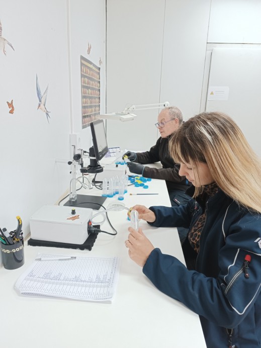 Asturias refuerza la lucha contra la avispilla del castaño con la liberación de más de 675.000 insectos beneficiosos