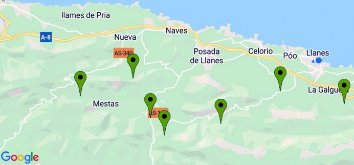 Suelta en Llanes de parásito contra avispilla castaño - Concejo de Llanes