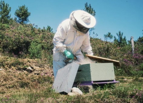 Medio Rural destina más de 450.000 euros para reforzar la apicultura en Asturias