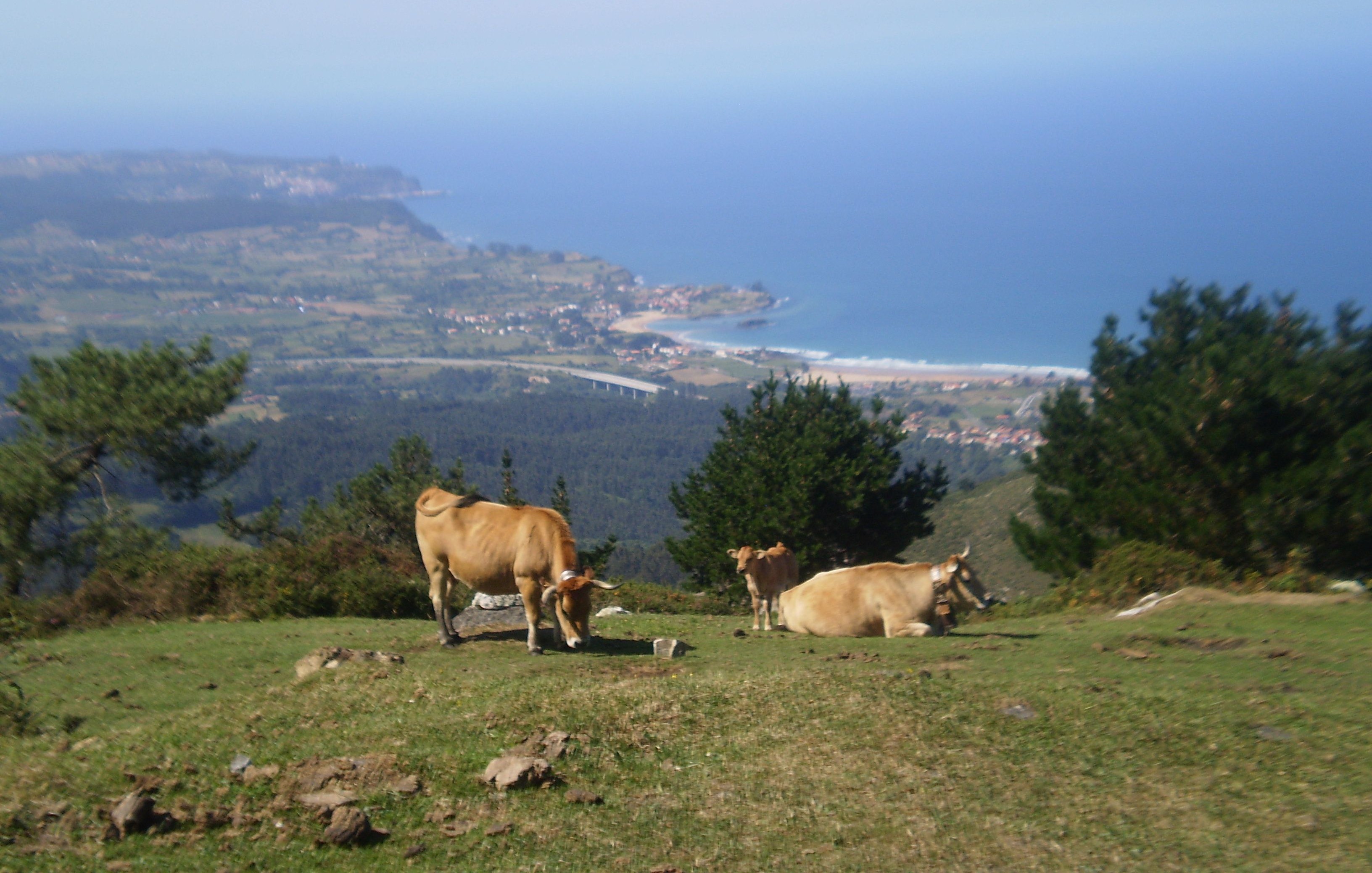 Tres ganaderías del Oriente reciben ayudas para facilitar el relevo generacional - Oriente de Asturias