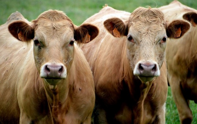 El Ayuntamiento de Llanes destina 50.000 euros en ayudas a ganaderías afectadas por la Enfermedad Hemorrágica Epizoótica - Concejo de Llanes