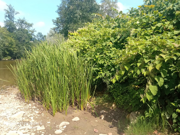 Ecologistas de Asturias: El proyecto de restauración fluvial del bajo Sella nos parece insuficiente - Concejo de Parres