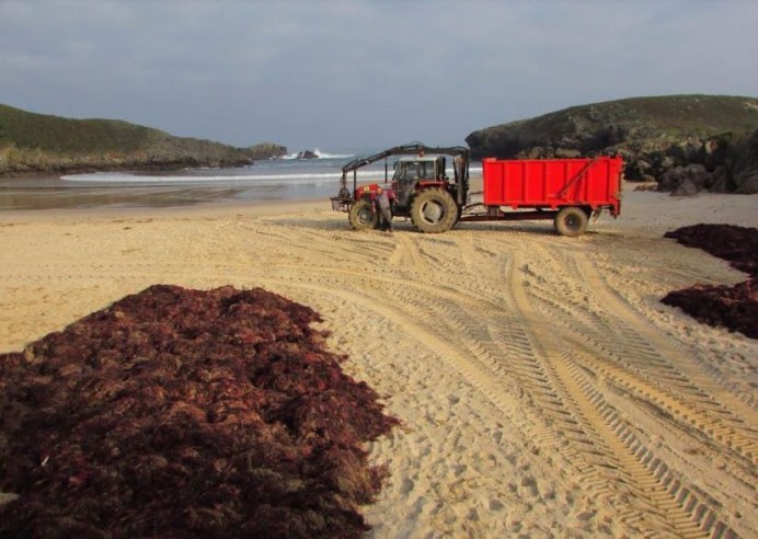 Ecologistas Asturias: El Gobierno de Asturias sigue apostando por acabar con la biodiversidad de la plataforma marina - Ecología y Medioambiente