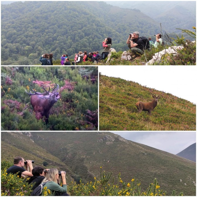La magia de la berrea del venado regresa a la Sierra de Peñamayor - Comarca de la Sidra