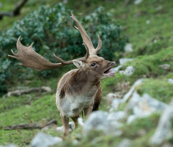 Lo de la berrea en el Monte de Carrandi (mal llamado Sueve) y todo eso... por Pardo - Opinión