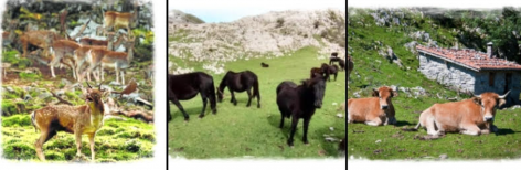 Omar Pardo: Bichos en el Puertu - Concejo de Colunga