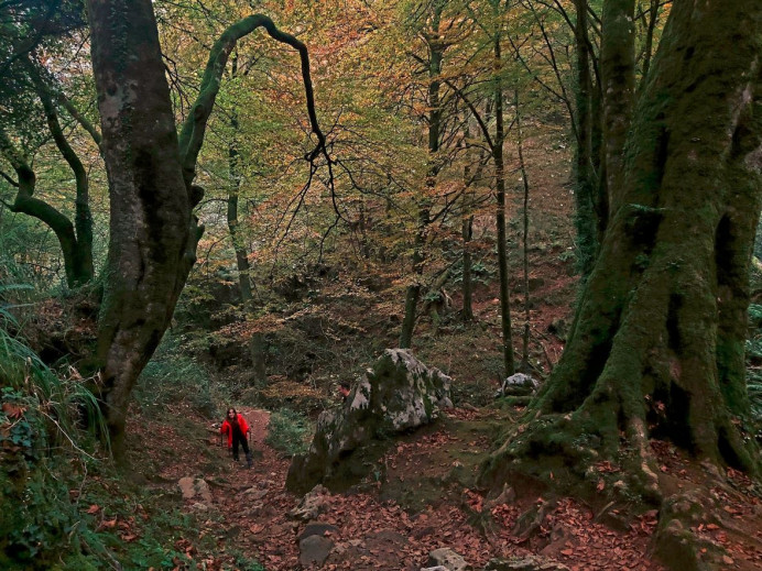 Ruta del Hayedo de la Biescona - Rutas y sendas en el Principado de Asturias