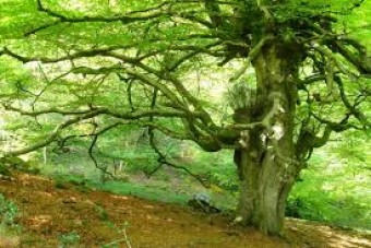 3ª Semana de las XVIII Jornadas del Sueve, 2015 - Concejo de Colunga