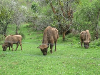 Primer cumpleaños del bisontín Astur - Ecología y Medioambiente