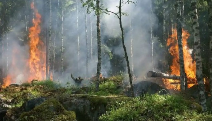 El Gobierno de Asturias apoya con cinco millones la creación de masas forestales y la protección del monte frente a los incendios. - Asturias