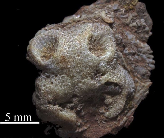 Asturias antes del hombre, hace cas 500 millones de años - Monográficos