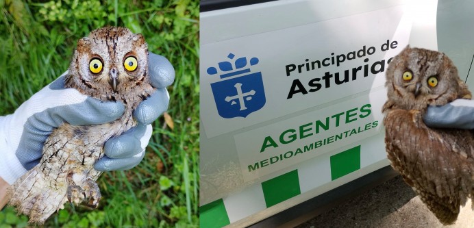 Liberan en Villaviciosa dos autillos europeos tras su recuperación en Sobrescobio - Concejo de Villaviciosa