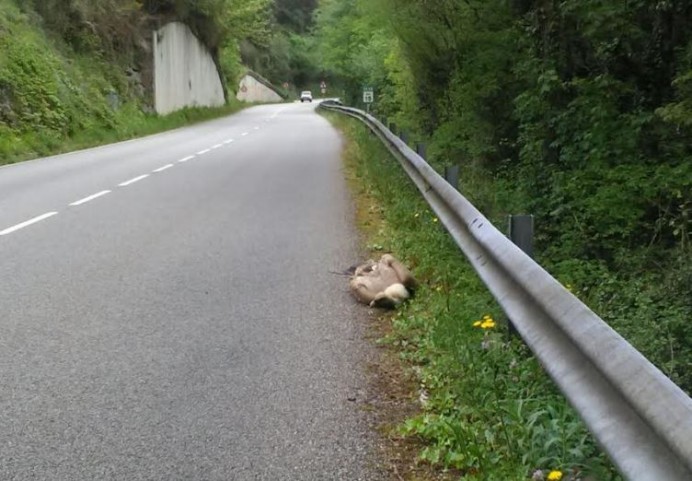 El Principado hace caso omiso a las propuestas de los ecologistas contra el veneno - Ecología y Medioambiente
