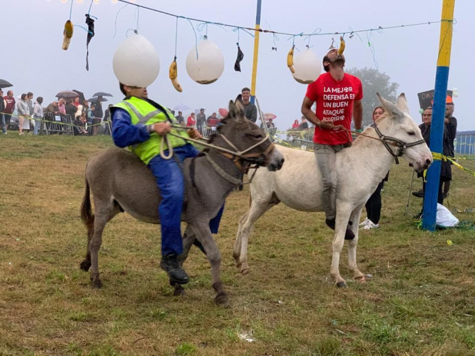 PACMA se dirige al Ayuntamiento de Siero en protesta por una yincana con 8 burros - Asturias