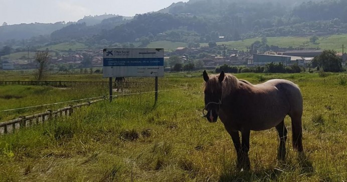 El Principado y el Ayuntamiento abandonan las obras de restauración ecológica de Villaviciosa - Concejo de Villaviciosa