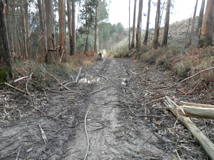El Ayuntamiento de Llanes ultima las obras de mejora del camino de Llaceras, en Sierra Plana de La Borbolla - Concejo de Llanes