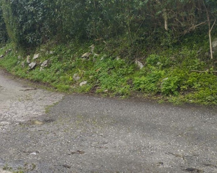 Llanes presenta un Plan de Asfaltado de caminos con más de 300.000 euros de presupuesto - Concejo de Llanes