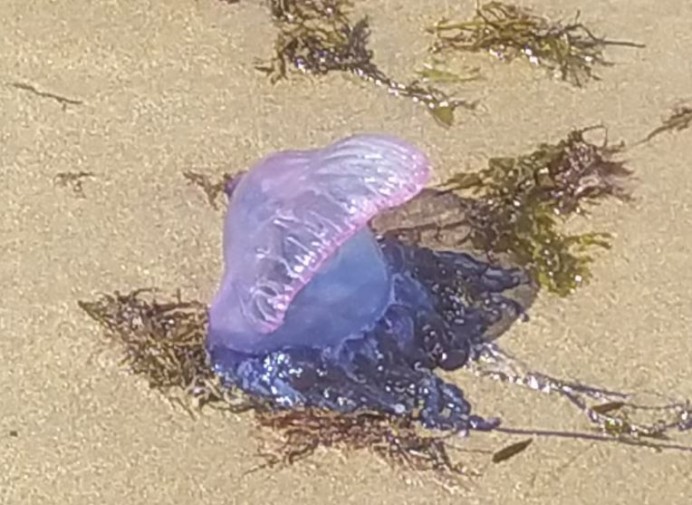 Alerta en la costa asturiana por presencia de medusas y carabelas portuguesas - Asturias